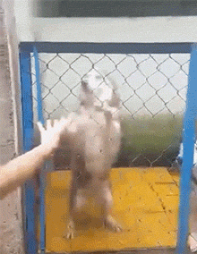 每日有趣gif图吃了狗狗外形的蛋糕后,家里的狗子吓坏了