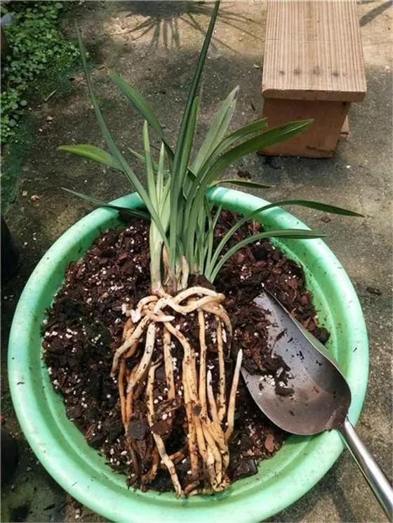 兰花繁殖教学，学会这4步，给兰花分株1盆变8盆，棵棵都成活|兰花|根系|母株_新浪新闻