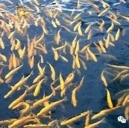新疆赛里木湖凹目白鲑中6 种重金属元素含量分析及食用安全性评价|新疆|白鲑|赛里木湖_新浪新闻
