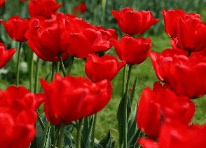 一大波美景来袭,这个四月你绝对不能错过的南京郁金香花海!