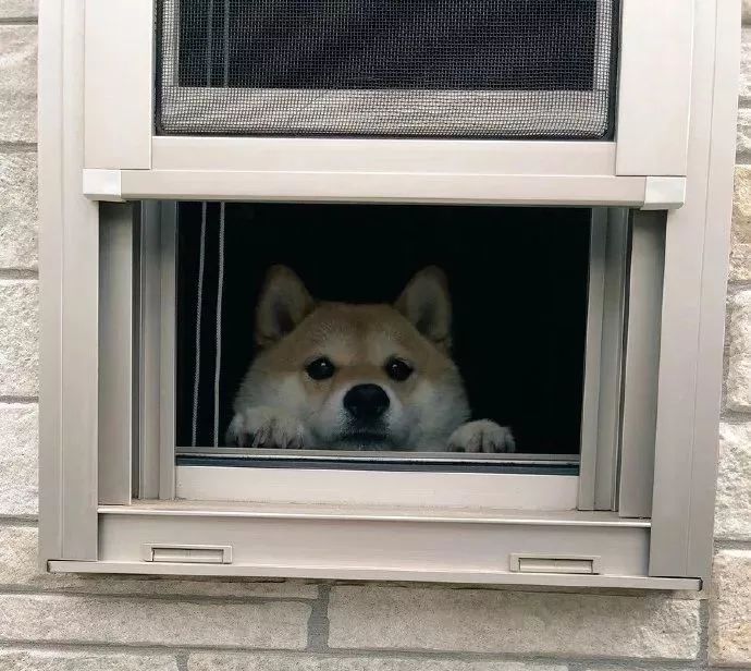 当然也不是所有暗中观察的狗子都那么可怕,有些就很暖心啊!