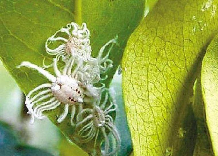 不信,你看而且还是一种很恶心的虫子没错,是虫子,▼这可是蚧!壳!虫!