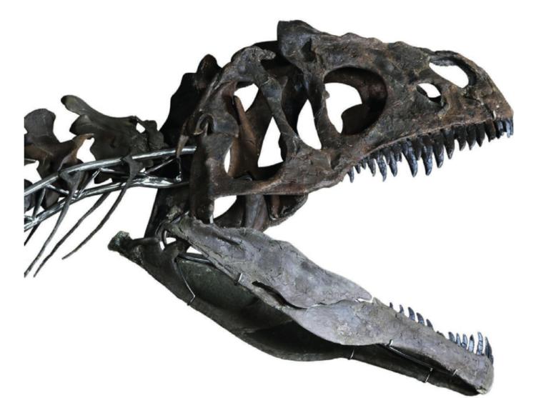 巴黎拍卖行0 万欧元拍卖稀有恐龙化石 科学家有点担心 拍卖 恐龙化石 化石 新浪科技 新浪网