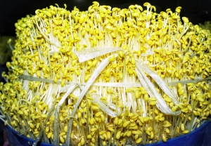 豆芽没胡子小心有毒