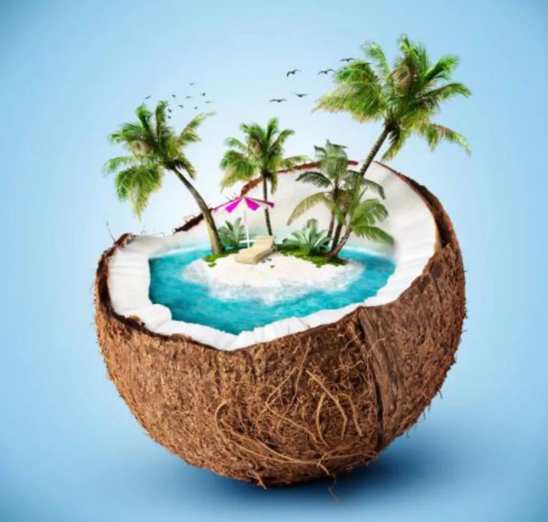 乔叶对话有关椰子和椰树