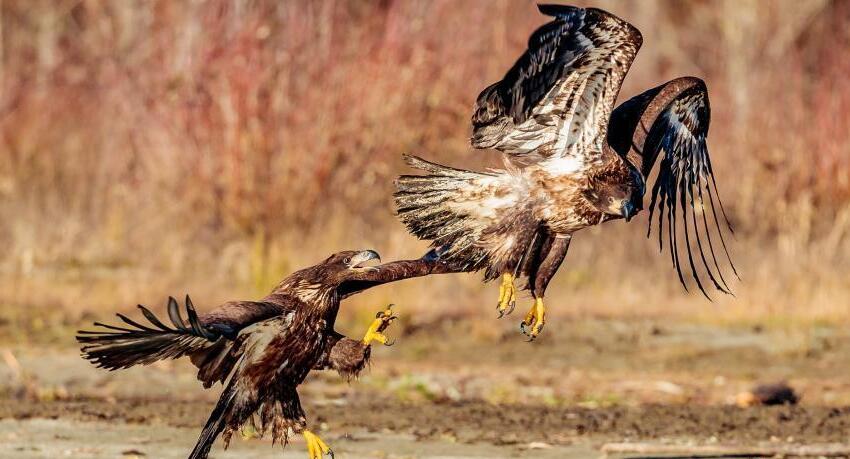 两鹰为争夺食物大打出手 上演精彩"空战"