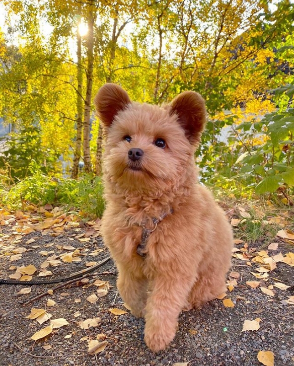 圆耳朵到底是什么物种超可爱萌宠奥力维oliver