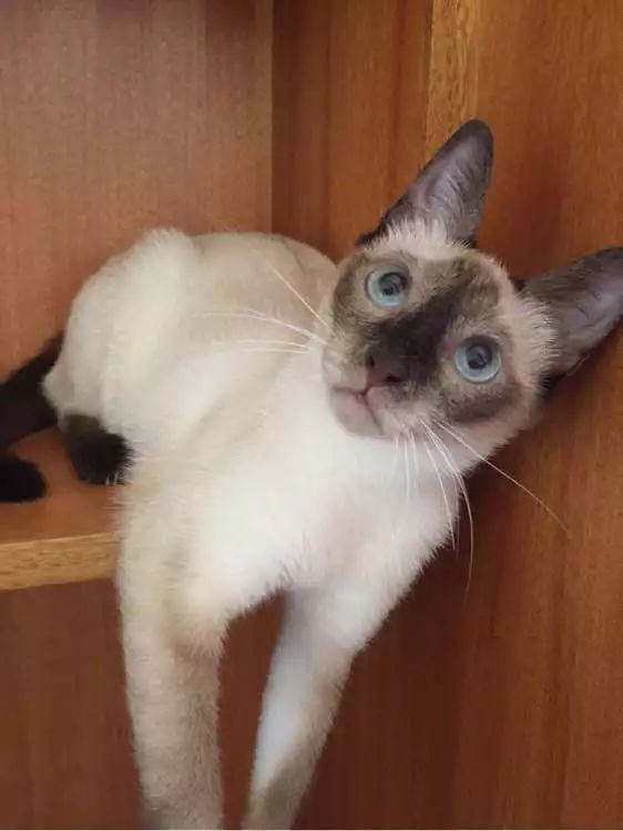 暹罗猫越养越黑?别急,夏天还会白回来的!