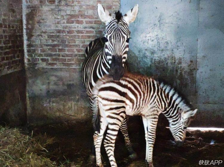 喜讯!彭祖园动物园"添丁",这只斑马宝宝一出生就得了个第一!