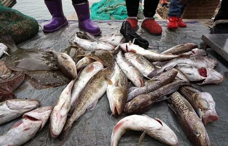 大头腥喜获丰收,个头都不小,家常烧最鲜美