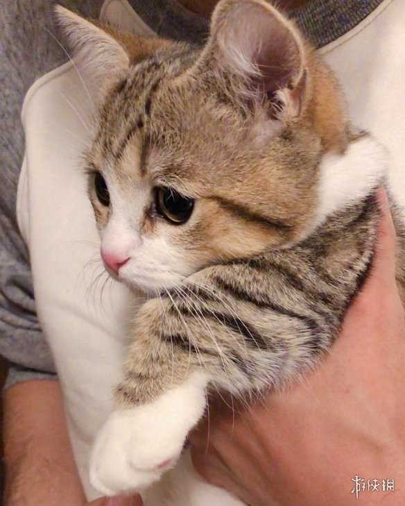 日本短腿猫咪天生一张委屈脸邂逅铲屎官只因当初看对眼