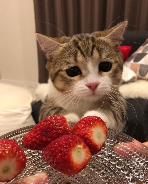 日本短腿猫咪天生一张委屈脸邂逅铲屎官只因当初看对眼