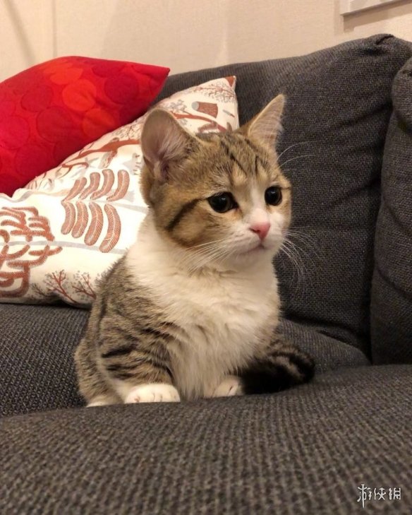 日本短腿猫咪天生一张委屈脸邂逅铲屎官只因当初看对眼