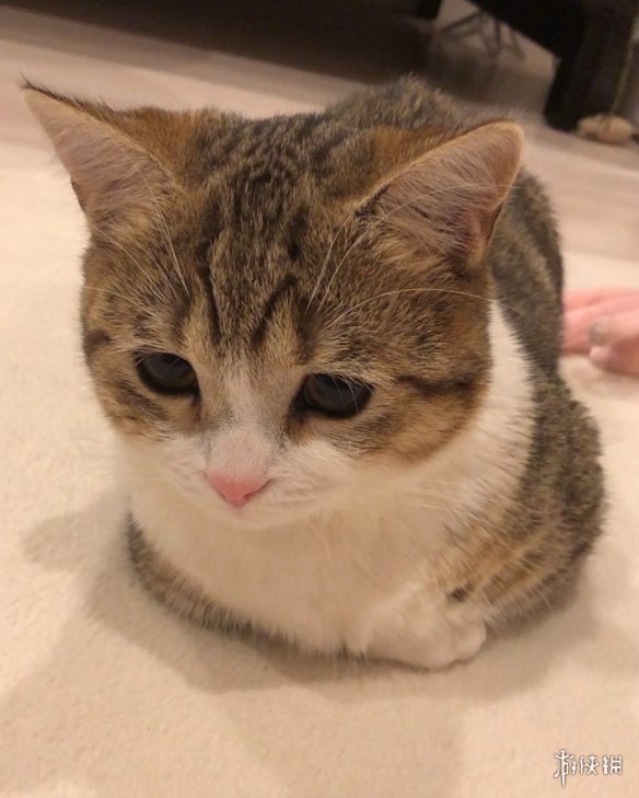 日本短腿猫咪天生一张委屈脸邂逅铲屎官只因当初看对眼