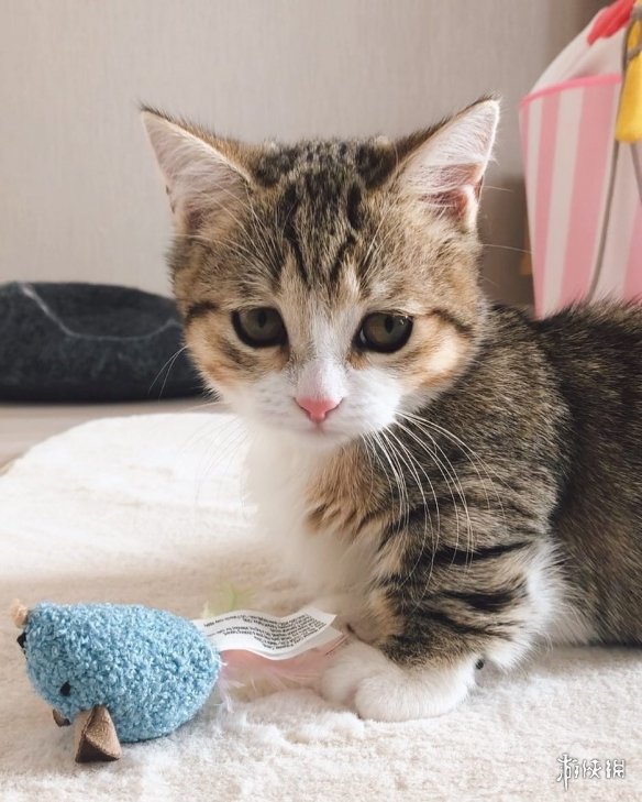 日本短腿猫咪天生一张委屈脸邂逅铲屎官只因当初看对眼