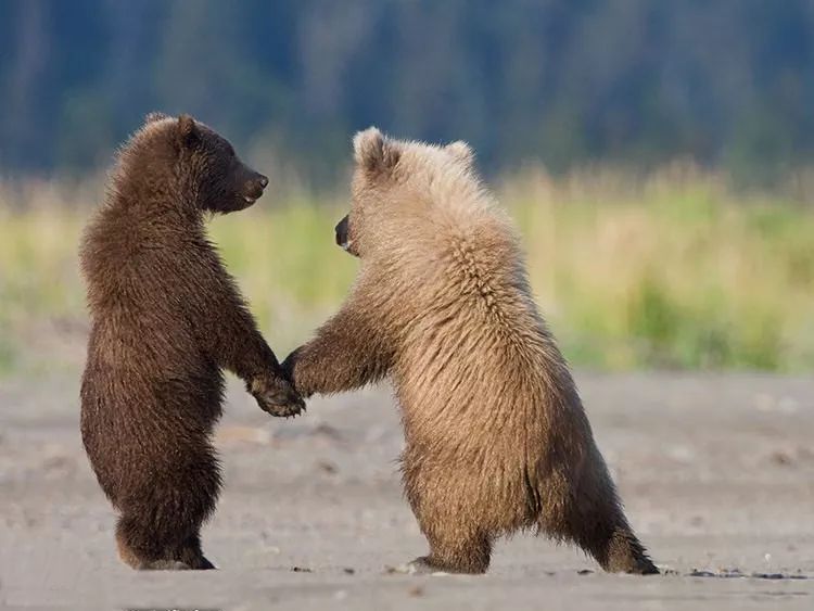 动物秀起恩爱来真的就没有我们人类什么事了全世界七夕快乐