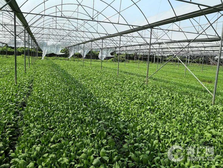 琼山区加强蔬菜基地检查 确保田头蔬菜供应平稳