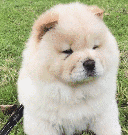 汪生|松狮|宝宝_新浪新闻