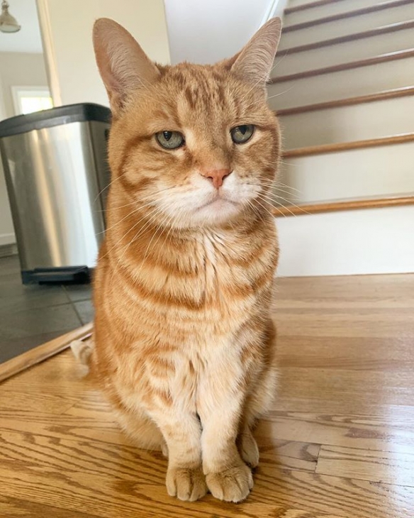 日本喵星人marley天生一副丧表情完美展现一只傲娇猫主子