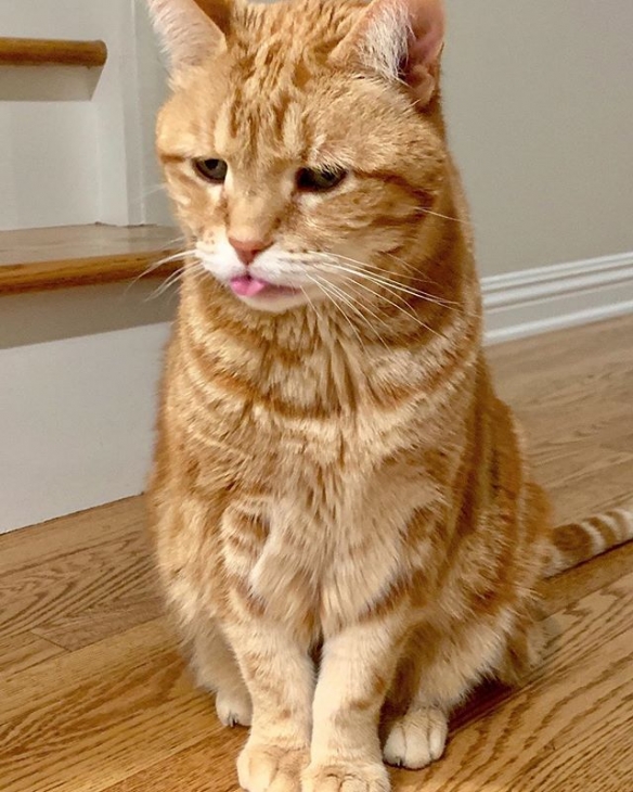 日本喵星人marley天生一副丧表情完美展现一只傲娇猫主子