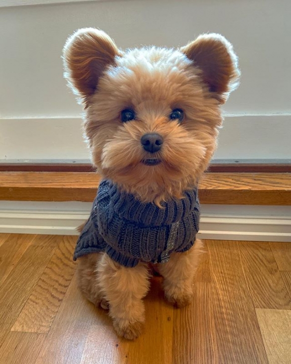 圆耳朵到底是什么物种超可爱萌宠奥力维oliver