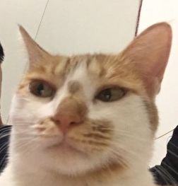 自从我迷恋上了沙雕猫咪表情包,整个人都变得傻吊了.