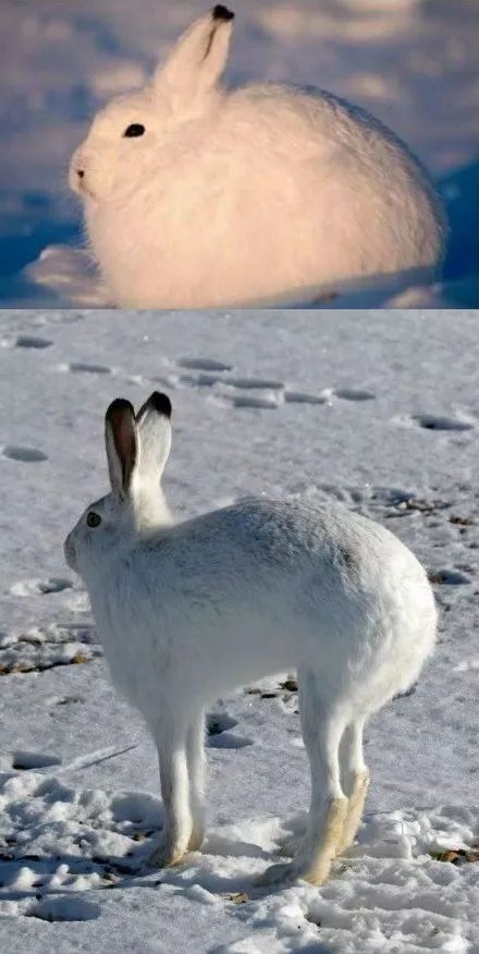 北极兔站起来的样子图片