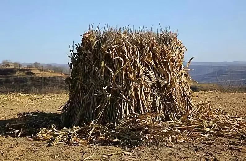 晚慢读|承载乡村回忆的玉米垛"床"