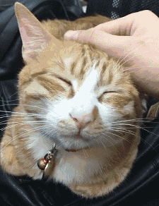 "女孩们通常很"黏腻",每隔10分钟就要来挠挠俺的脑壳……真的要秃了喂