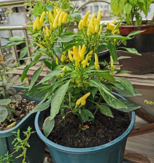 阳台秋季种辣椒,简单1个小方法,来年长成盆景辣椒树,又结满了