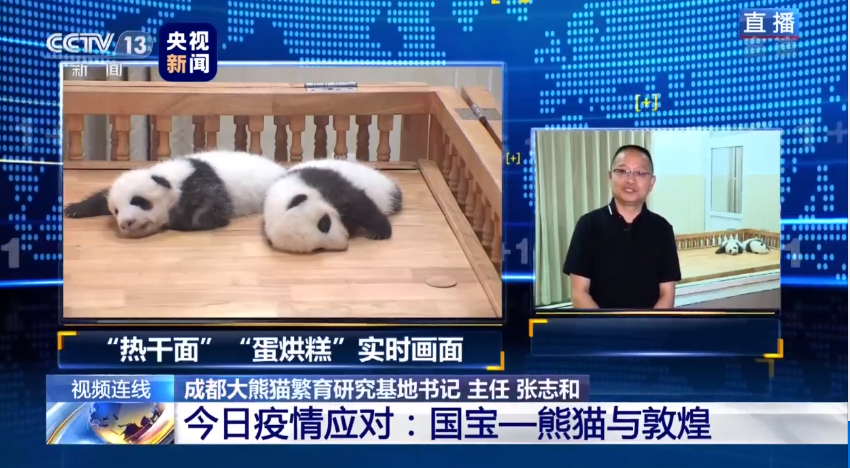 成都大熊猫繁育研究基地公布结果