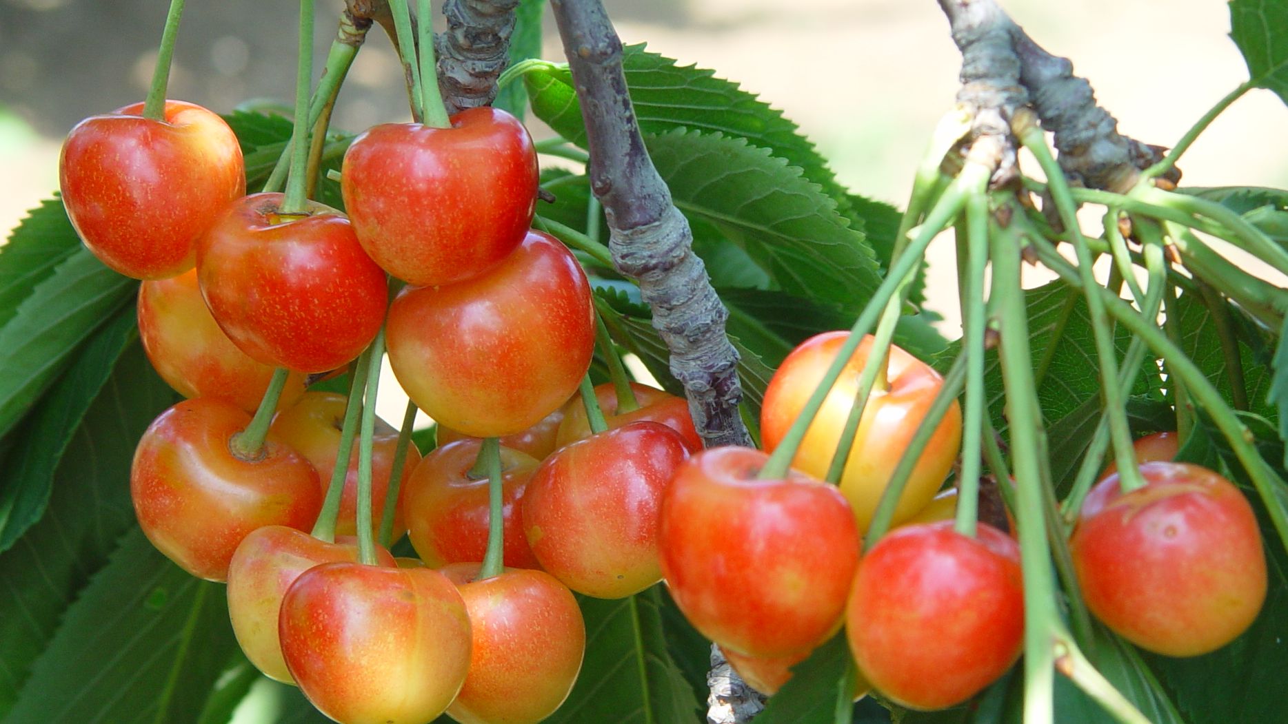 想吃国产大樱桃最好再等等|大樱桃|红樱桃|大连_新浪新闻