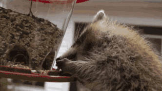 332_187gif 动态图 动图
