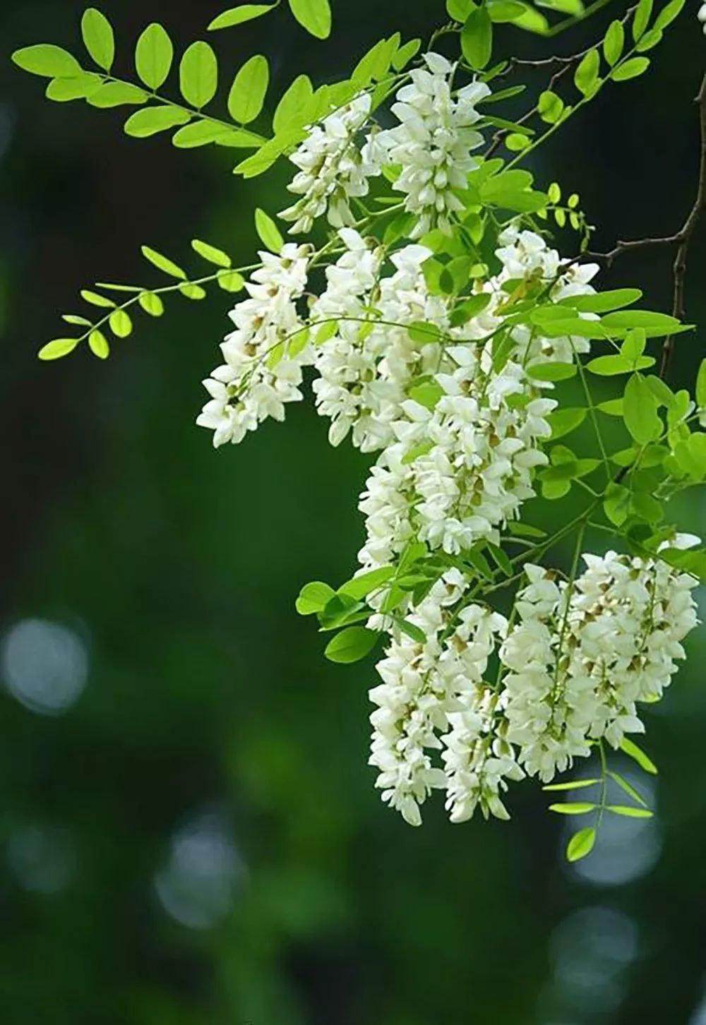 槐花(槐花饺子馅怎么做好吃)