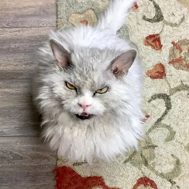 这只喵星人的表情,凶的让人印象深刻