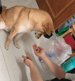 等下你想要把什么东西塞进去动图杰哥不要啊