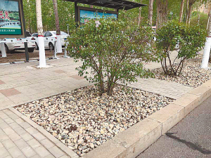 主城区50条街路树池铺装砂卵石