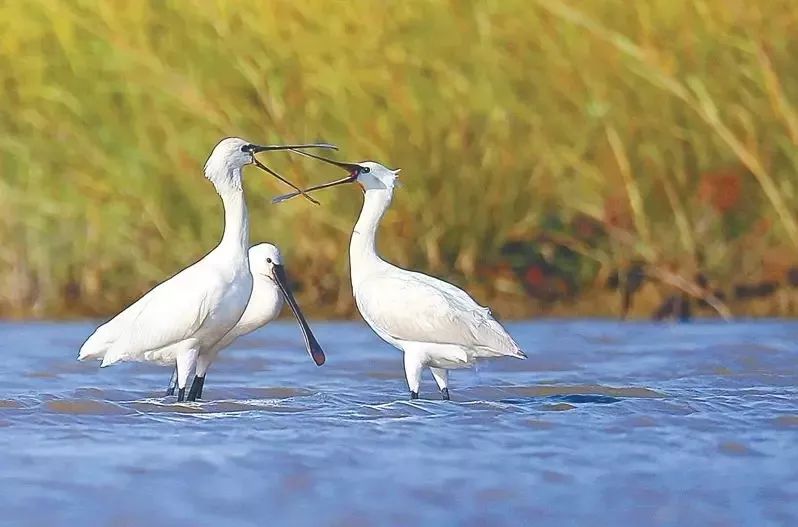 盐城开展湿地候鸟保护行动,让北雁南飞有巡护!