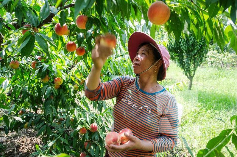 “慈溪杨梅”又添“国字号”荣誉！还有这些农产品也被列入省特优区