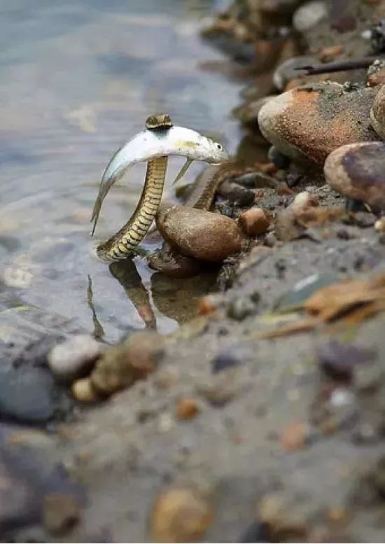 之王原来喜欢连蛇也会捉鱼这是什么鸟,太罕见了吧猎豹飞扑猎物瞬间,大