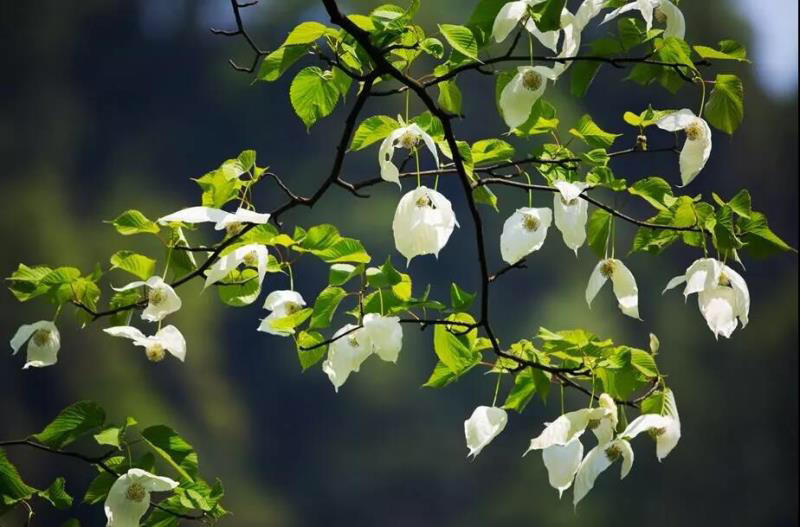 植物界"活化石"鸽子花成片开 四川荥经鸽子花节4月29日启幕