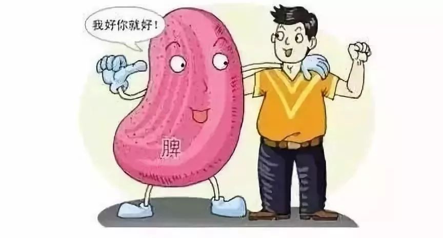 不补脾,你就减不了肥!