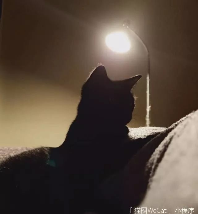 作为一只黑猫最烦恼的是?晚上明明在家,铲屎官却看不见… | 猫圈话题