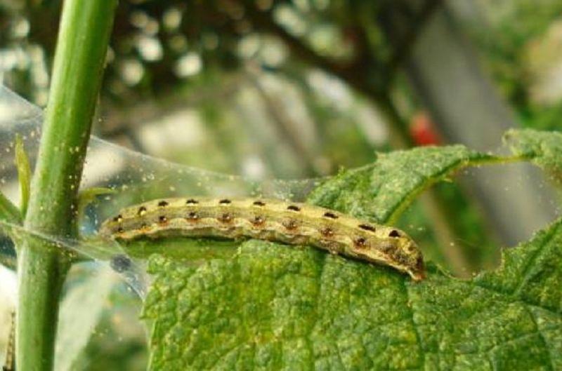 吃葡萄要小心这些"斑"!里面全!是!虫!