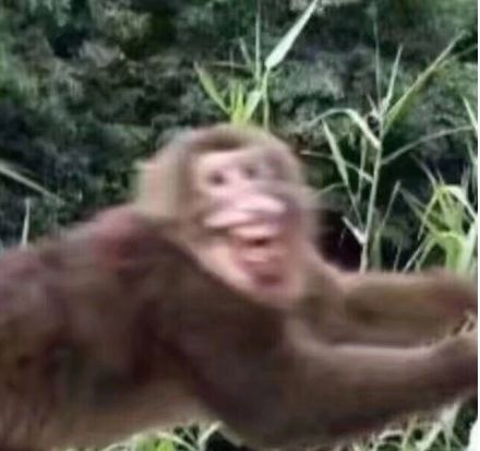 自从我迷恋上了沙雕猫咪表情包,整个人都变得傻吊了.