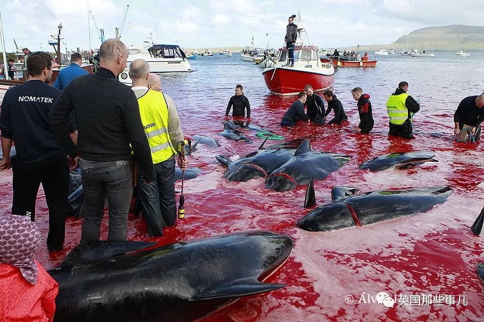 每年屠杀800头巨头鲸. 居民:不杀我们没饭吃.