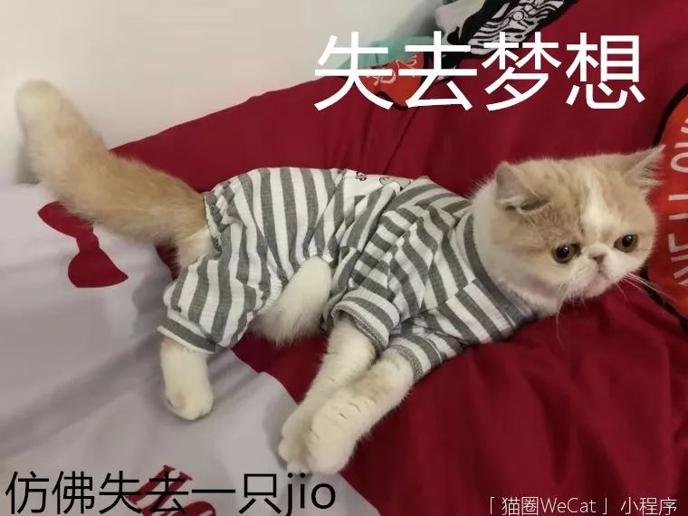 我的狗被我的猫打哭了我该怎么办猫圈话题