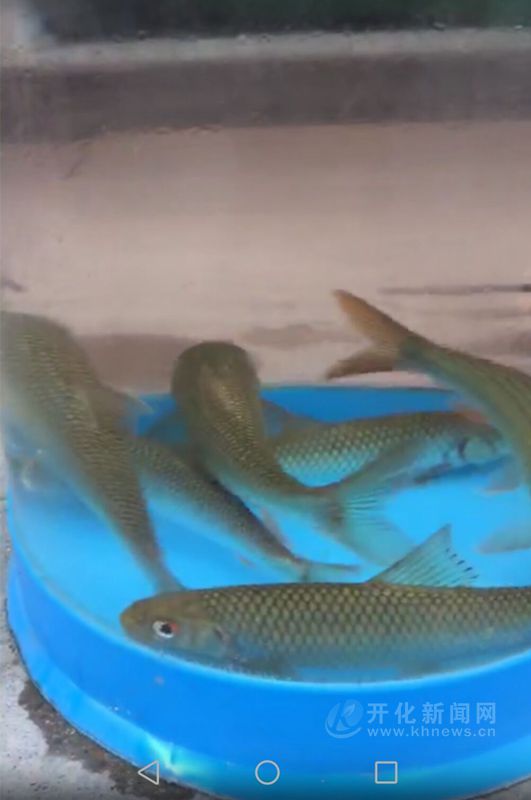 开化发现稀有鱼种台湾铲颌鱼