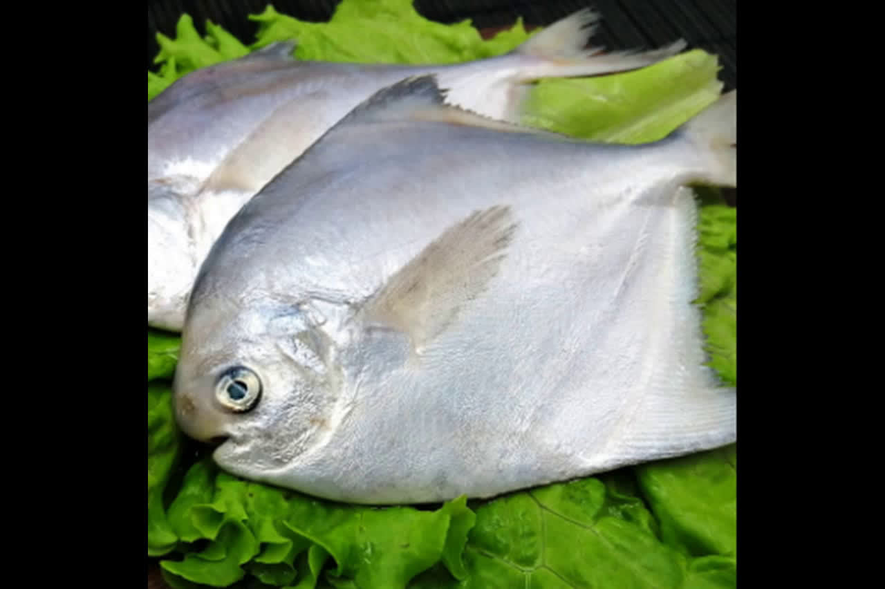 野生大号银鲳鱼3斤