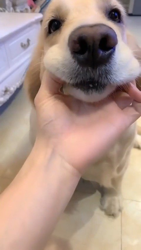 狗子:这是人干的事?_手机新浪网